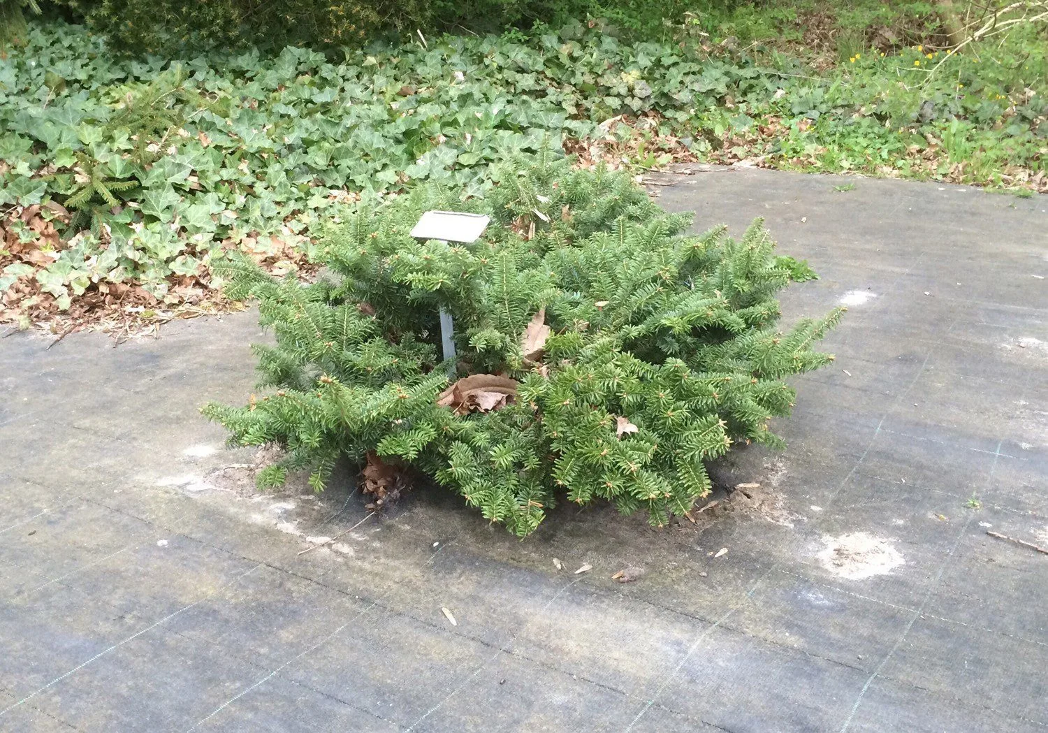 Abies balsamea 'Nana'
