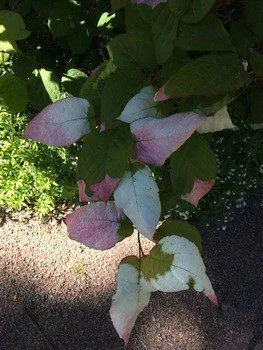 Actinidia kolomikta - Image 2