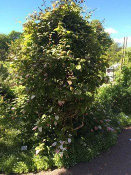 Actinidia kolomikta - Image 3