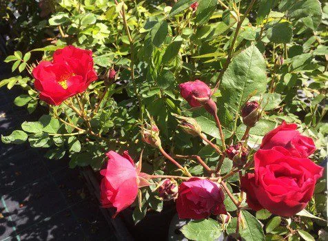 Rosa 'Adelaide Hoodless' - Image 2