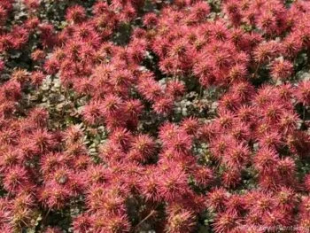 Acaena microphylla 'Kupferteppich'