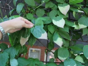 Actinidia kolomikta