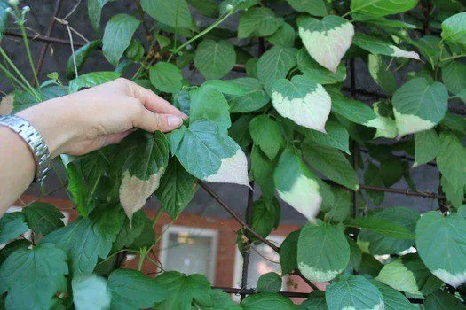 Actinidia kolomikta