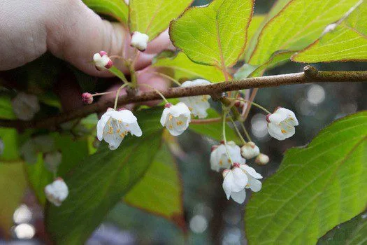 Actinidia kolomikta - Image 4