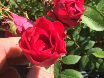 Rosa 'Adelaide Hoodless'