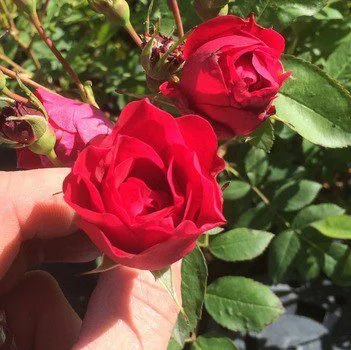 Rosa 'Adelaide Hoodless'
