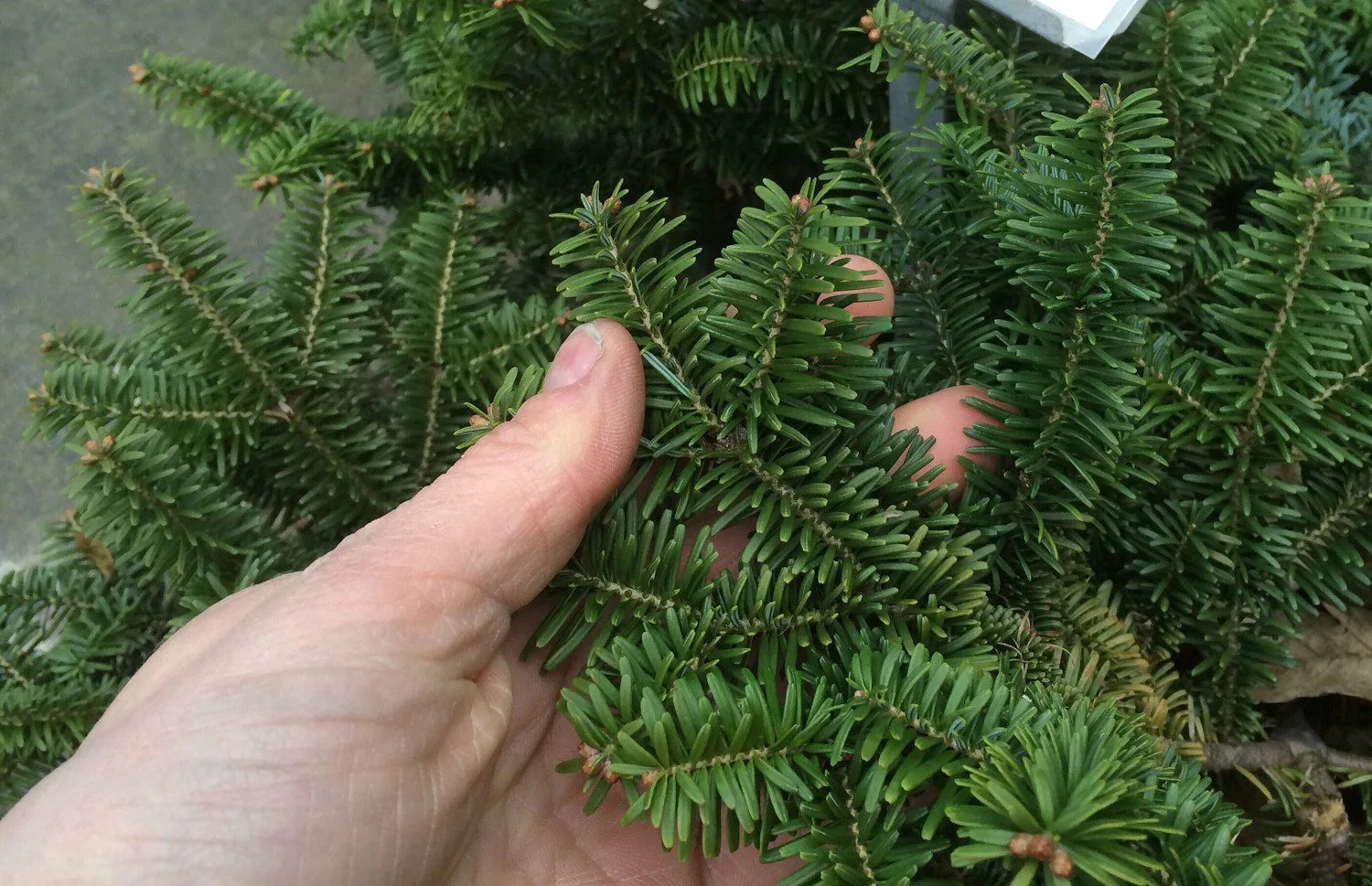 Abies balsamea 'Nana' - Image 2