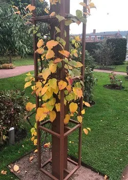 Actinidia kolomikta - Image 5
