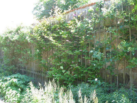 Actinidia kolomikta - Image 6