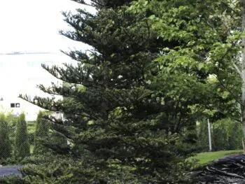 Abies koreana