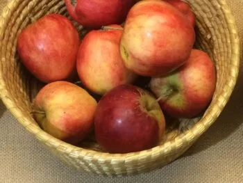 Malus domestica 'Alice'