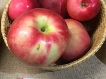 Malus domestica 'Rödluvan'