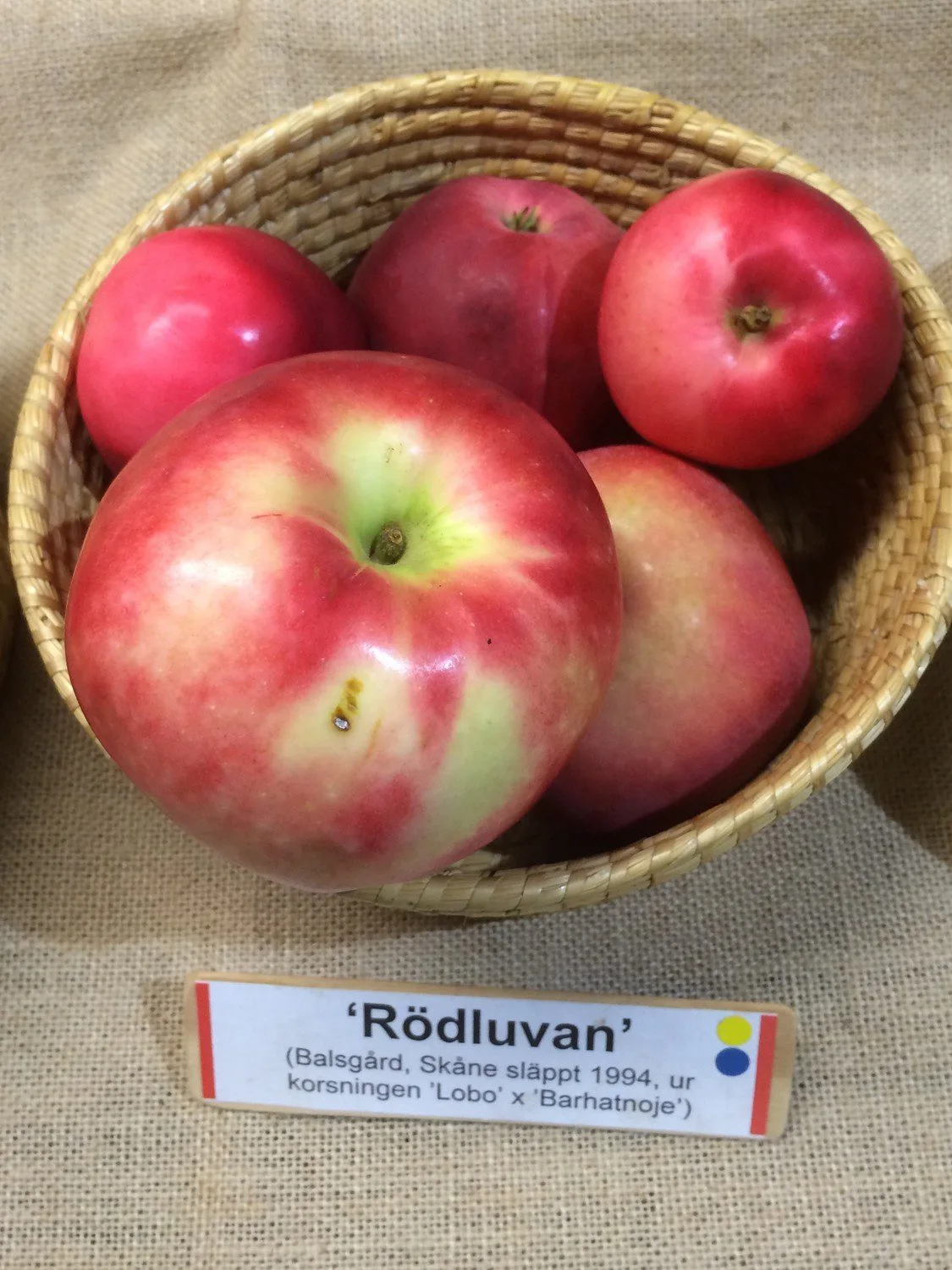 Malus domestica 'Rödluvan'