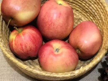 Malus domestica 'Åkerö'