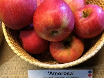 Malus domestica 'Amorosa'