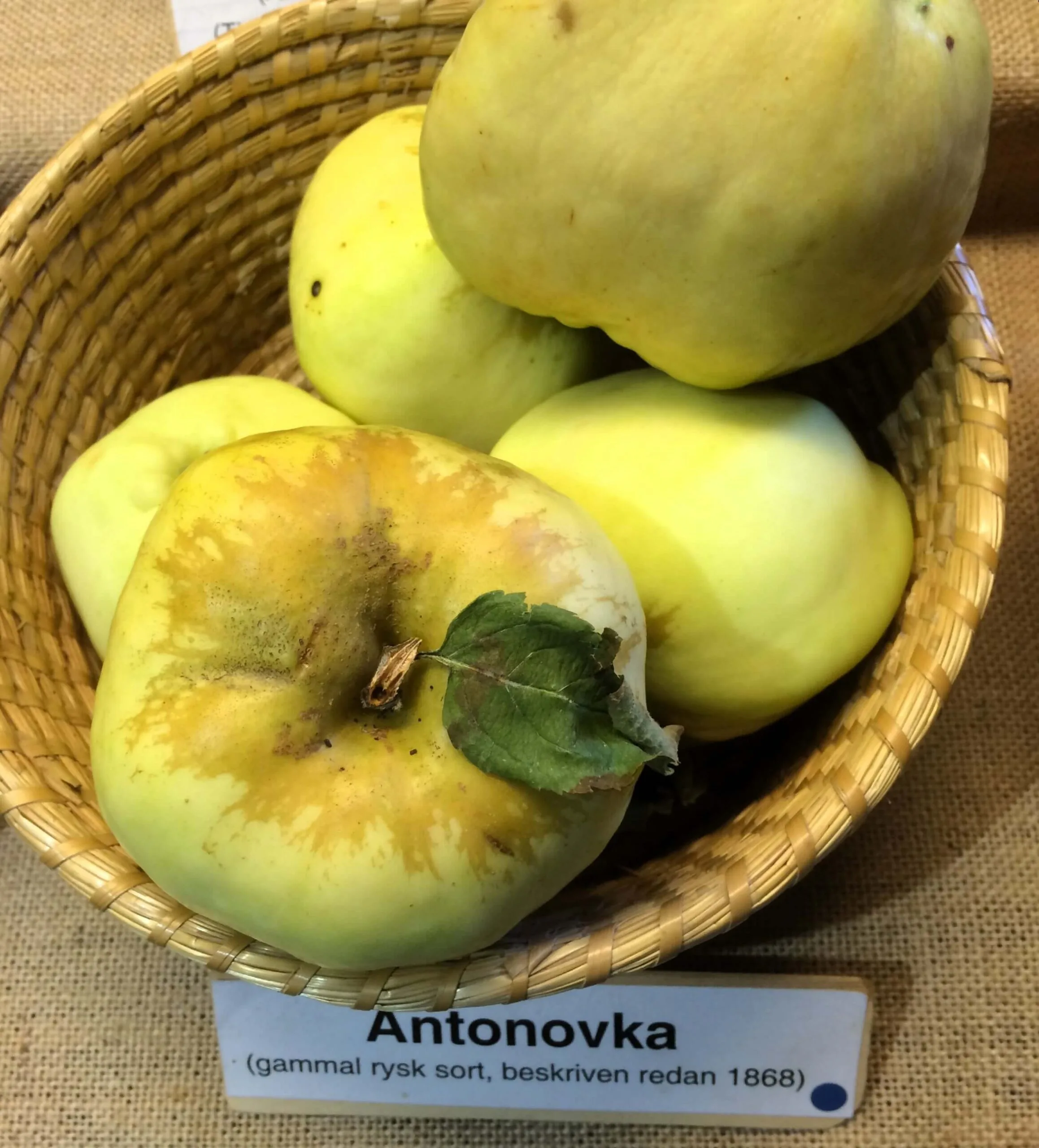Malus domestica 'Antonovka'