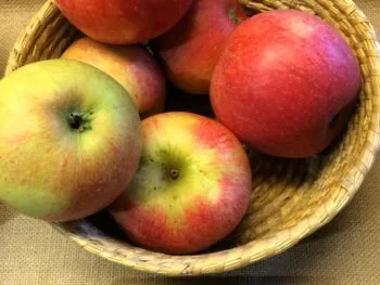 Malus domestica 'Aroma'