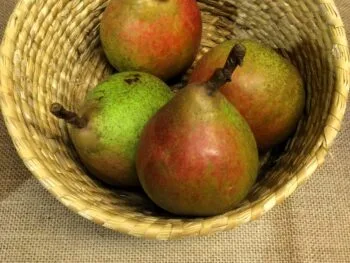 Pyrus communis 'Carola'