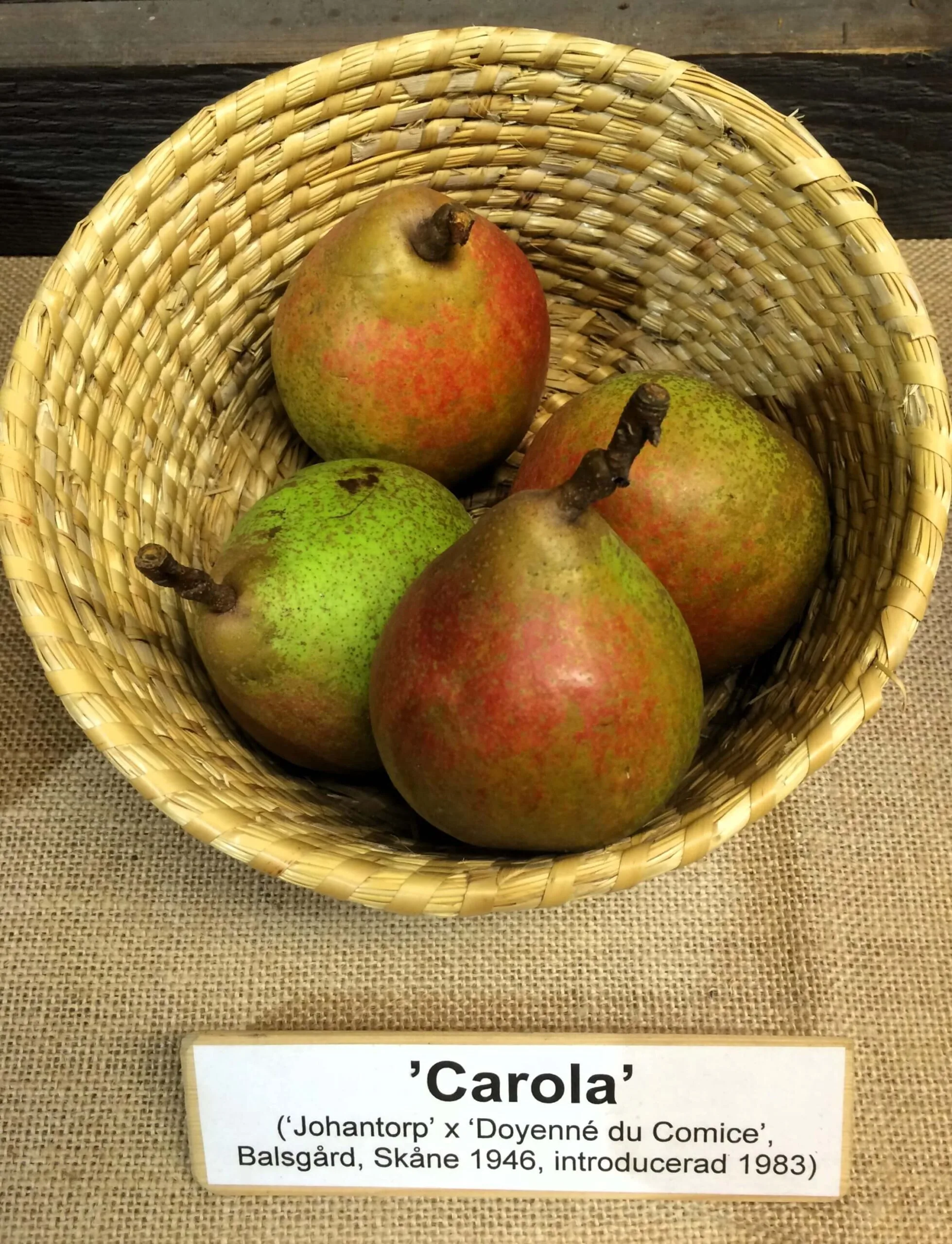 Pyrus communis 'Carola'