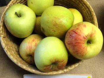 Malus domestica 'Charlamovsky'
