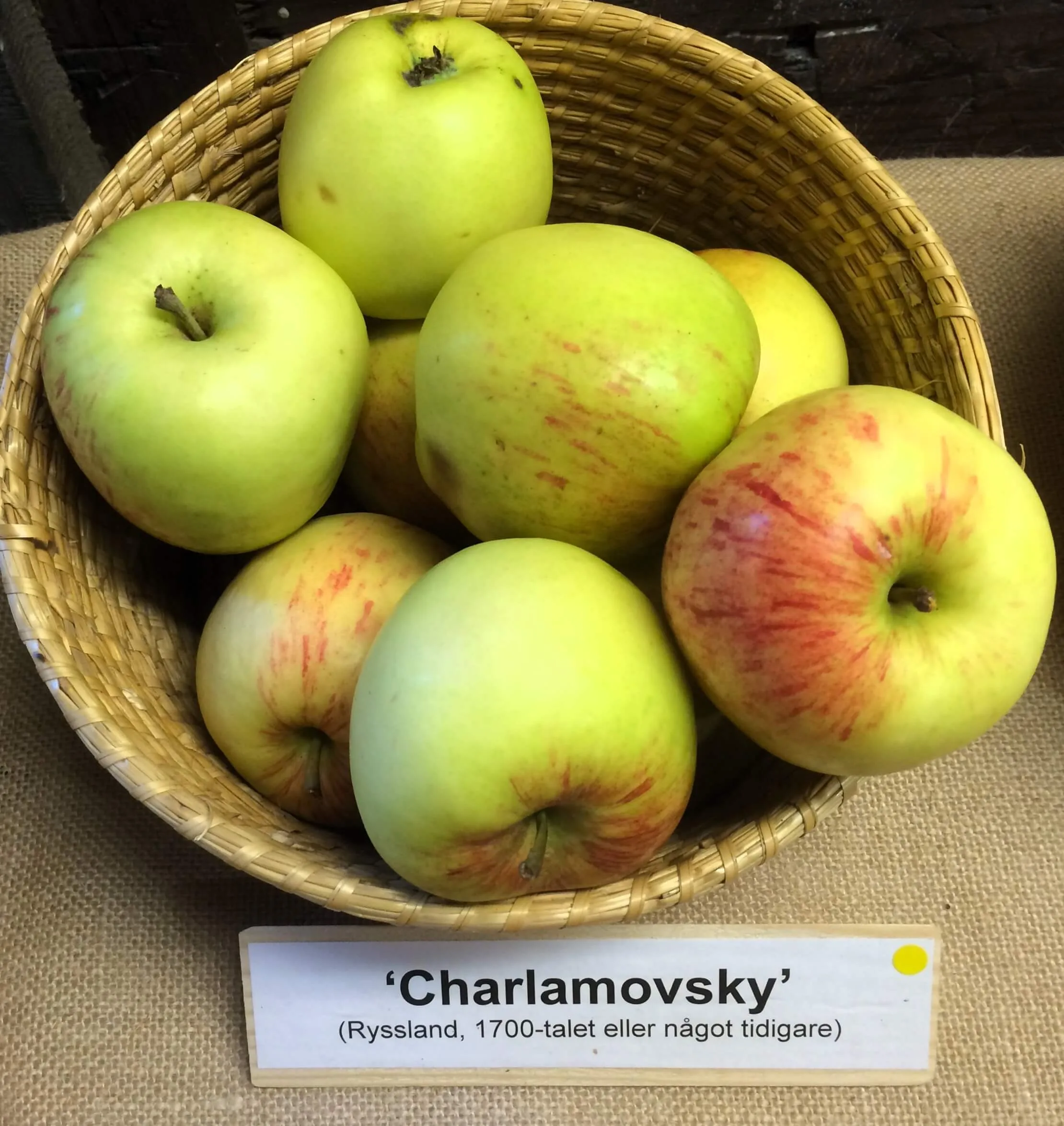 Malus domestica 'Charlamovsky'