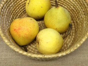 Pyrus communis 'Clara Frijs'