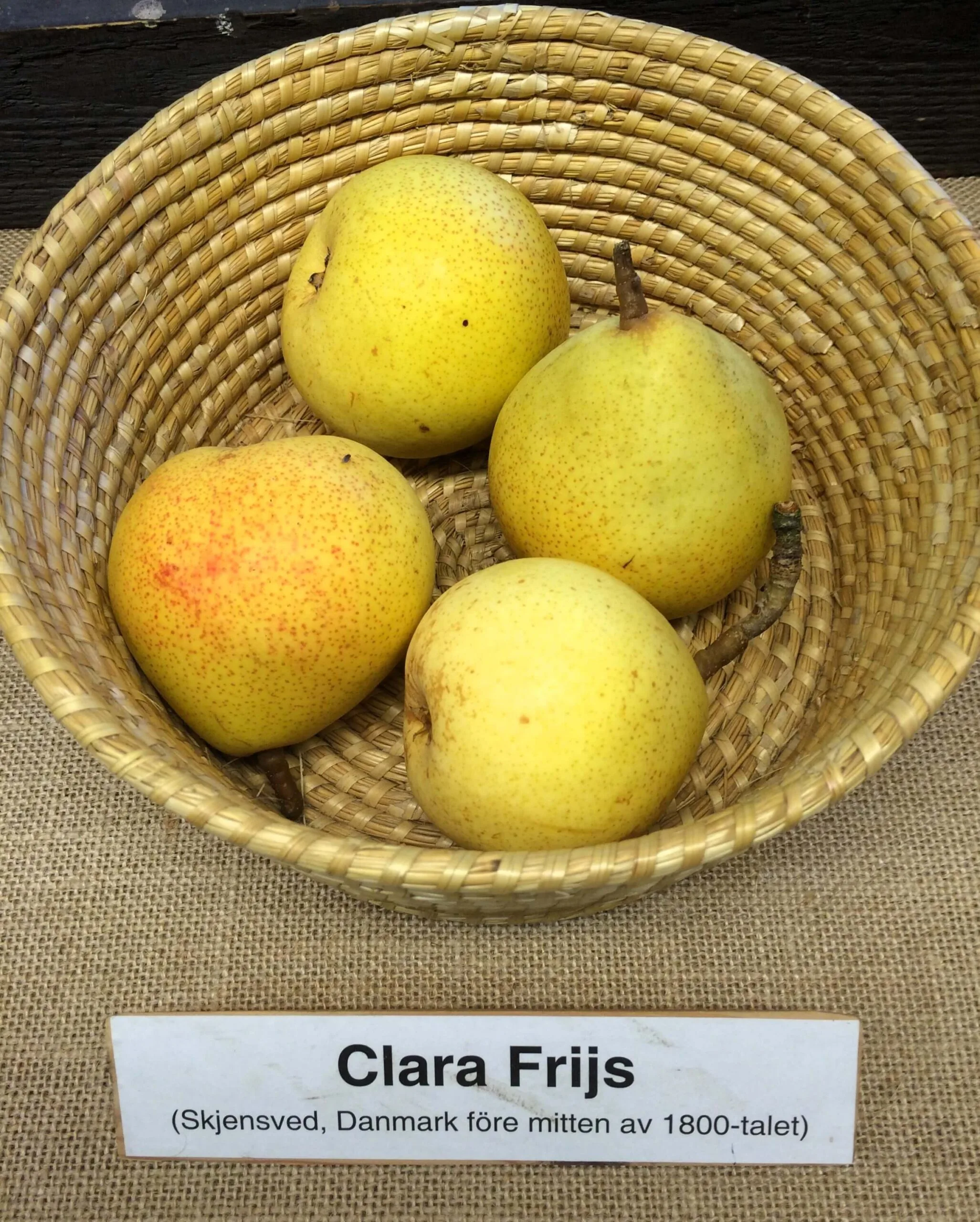 Pyrus communis 'Clara Frijs'