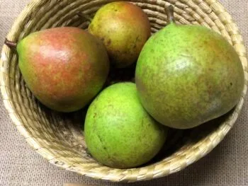 Pyrus communis 'Esperens Herre'