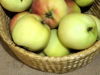 Malus domestica 'Farmors Juläpple'
