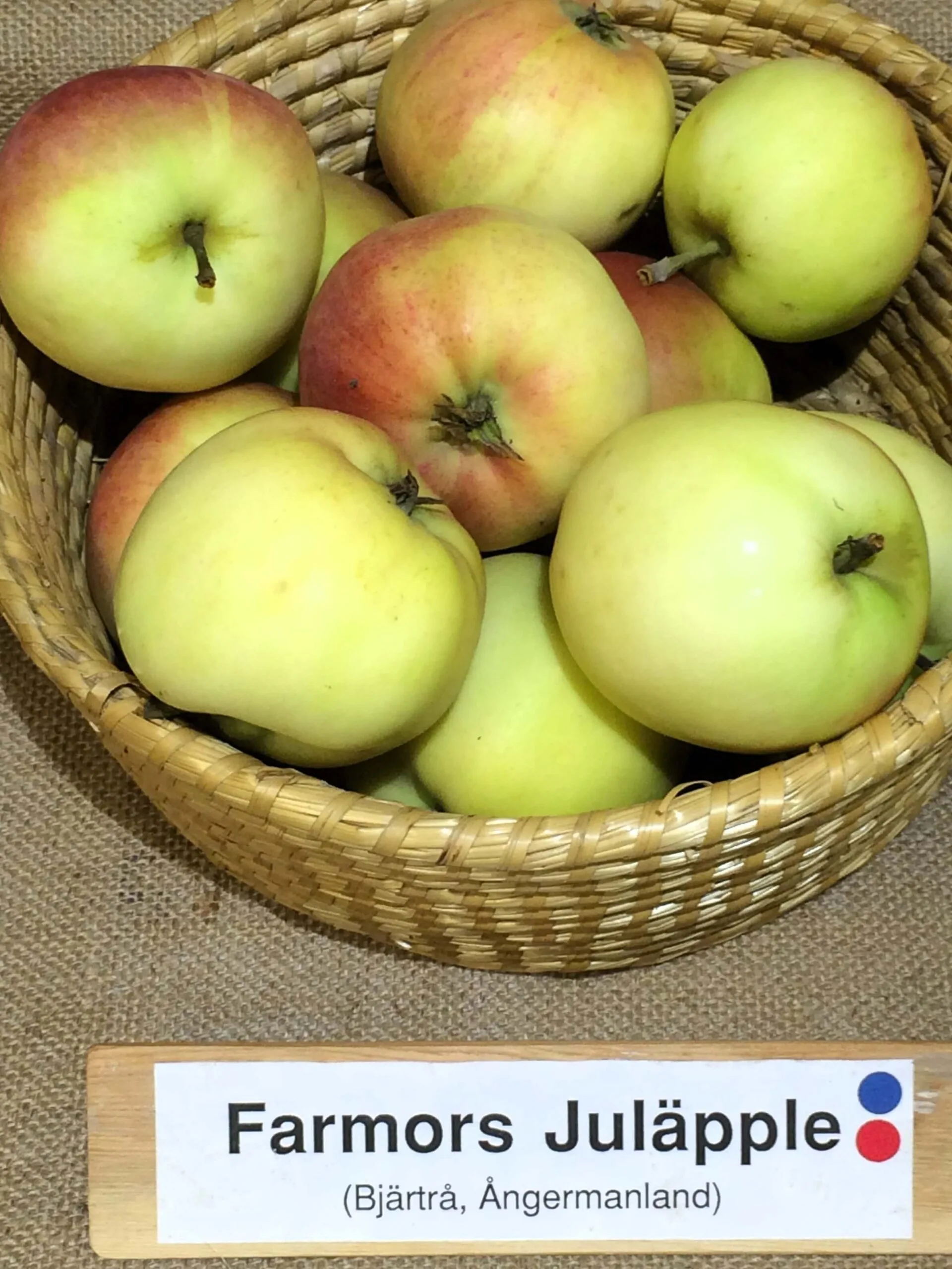 Malus domestica 'Farmors Juläpple'