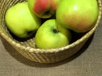 Malus domestica 'Filippa'