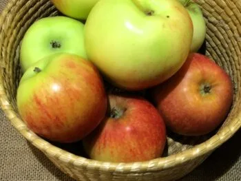 Malus domestica 'Fredrik'