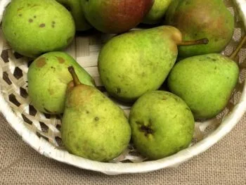 Pyrus communis 'Göteborgs Diamant'