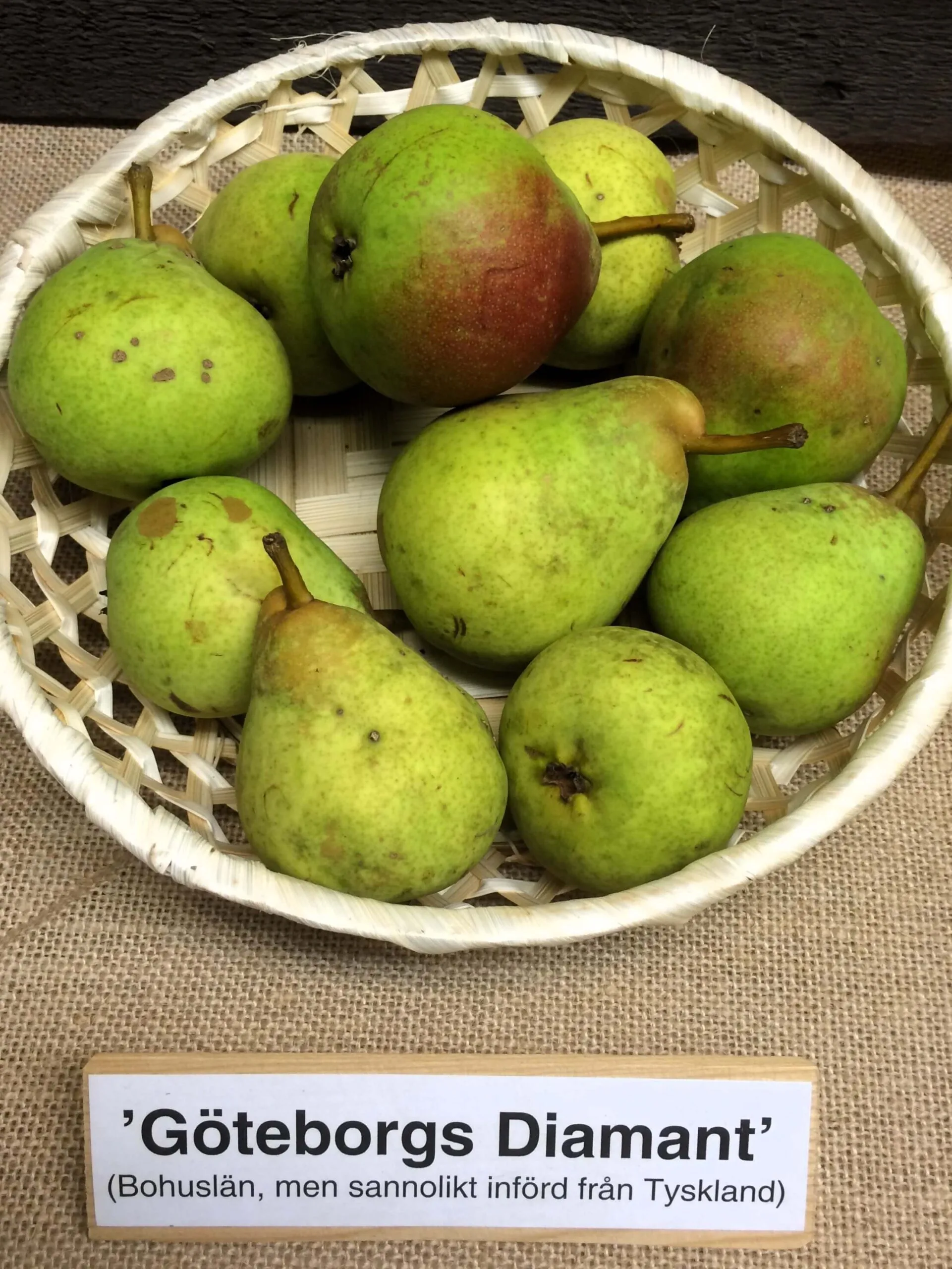 Pyrus communis 'Göteborgs Diamant'