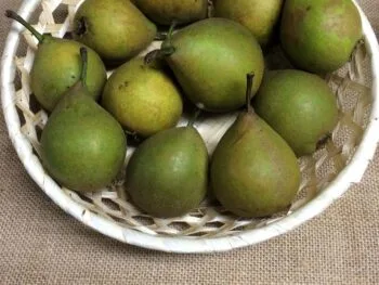 Pyrus communis 'Gråpäron'