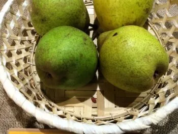 Pyrus communis 'Moltke' (Greve Moltke)