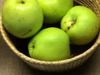 Malus domestica 'Gult Kaneläpple'