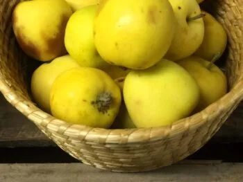 Malus domestica 'Gyllene Kitajka'