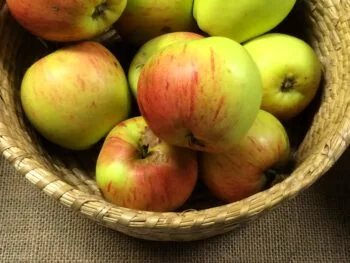 Malus domestica 'Höstdessert'