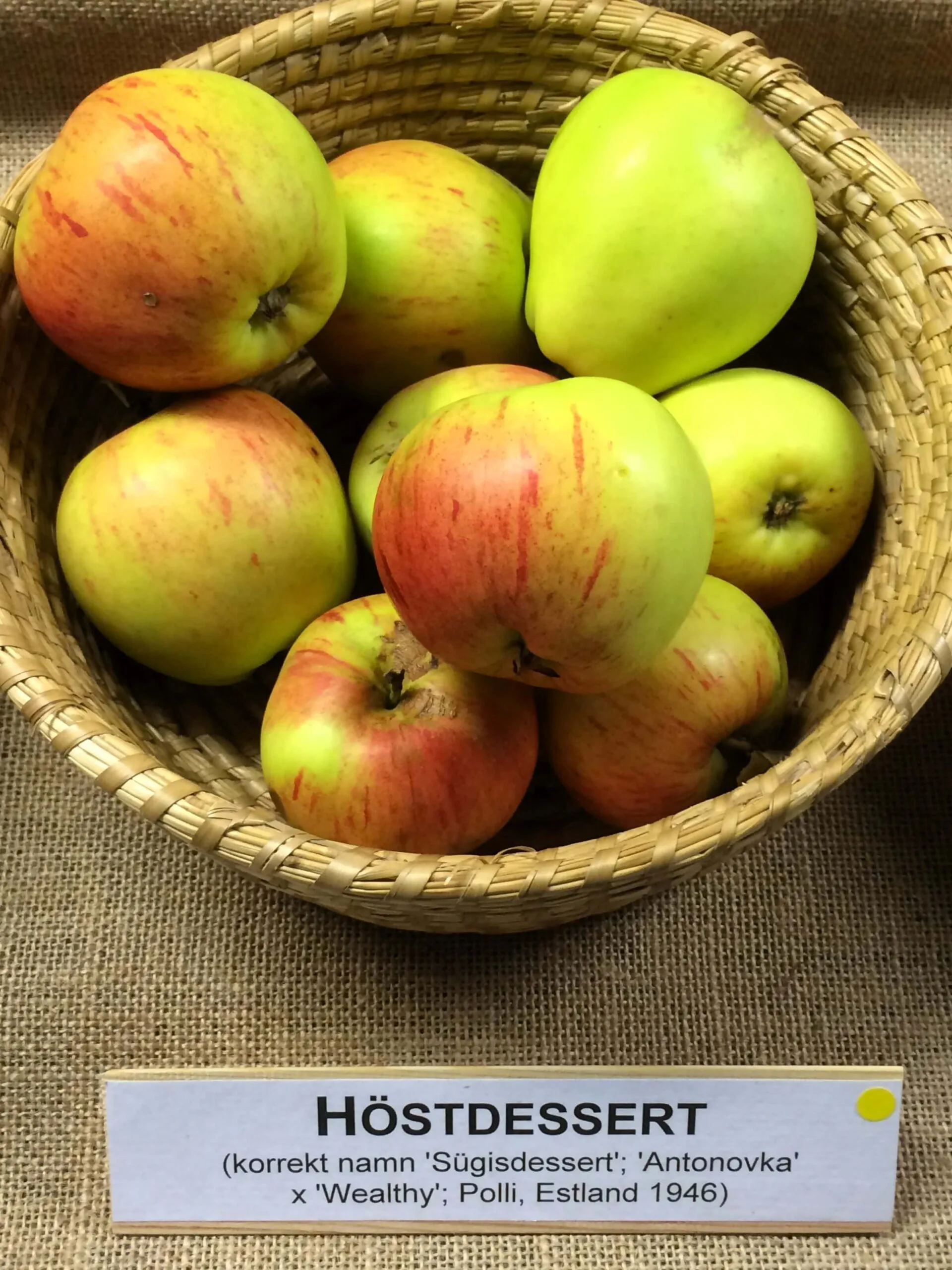Malus domestica 'Höstdessert'