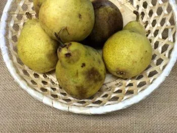 Pyrus communis 'Hovsta'