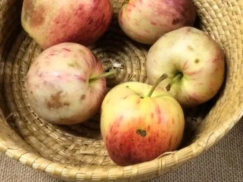 Malus domestica 'Huvitus'
