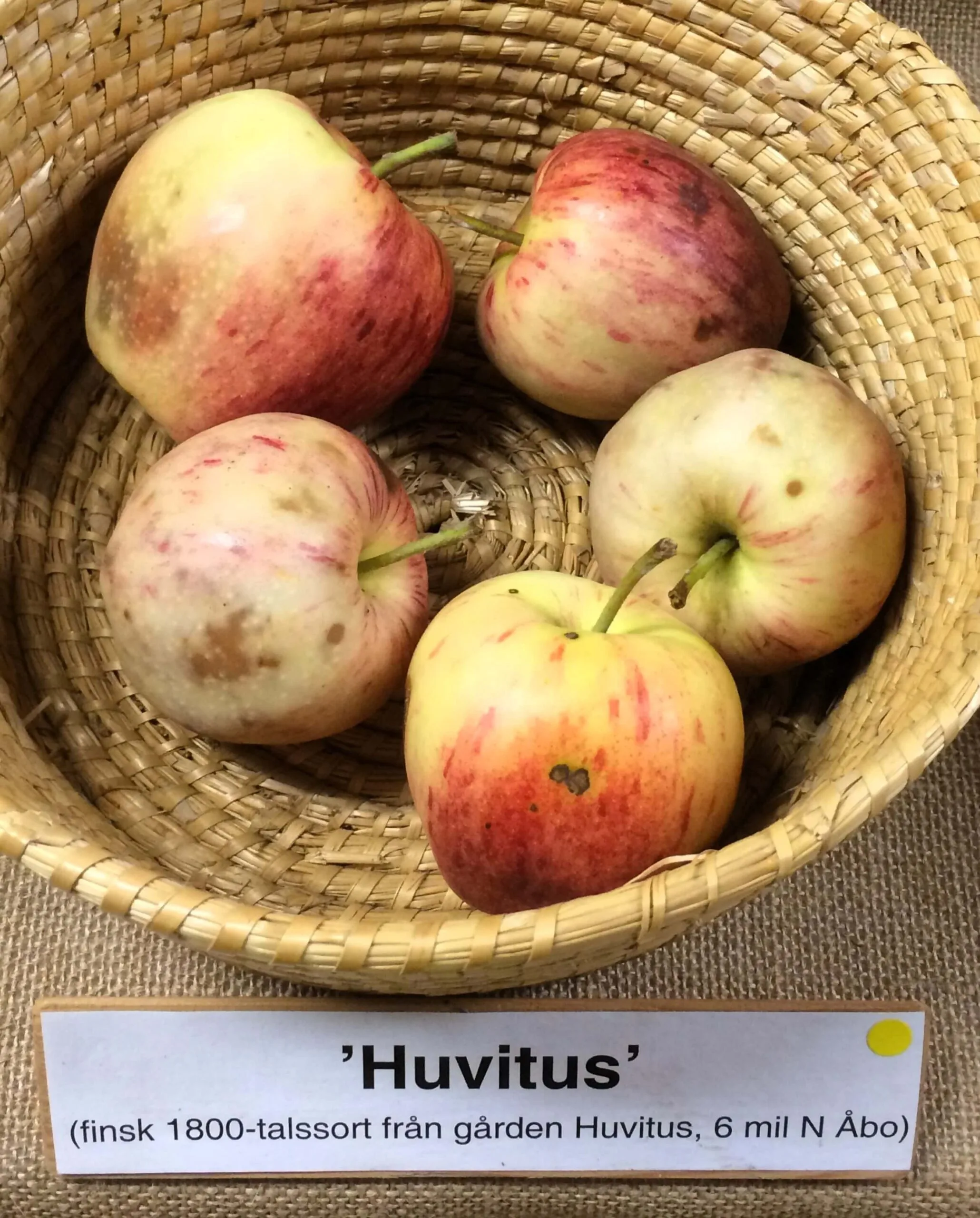Malus domestica 'Huvitus'
