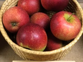 Malus domestica 'Ingrid Marie