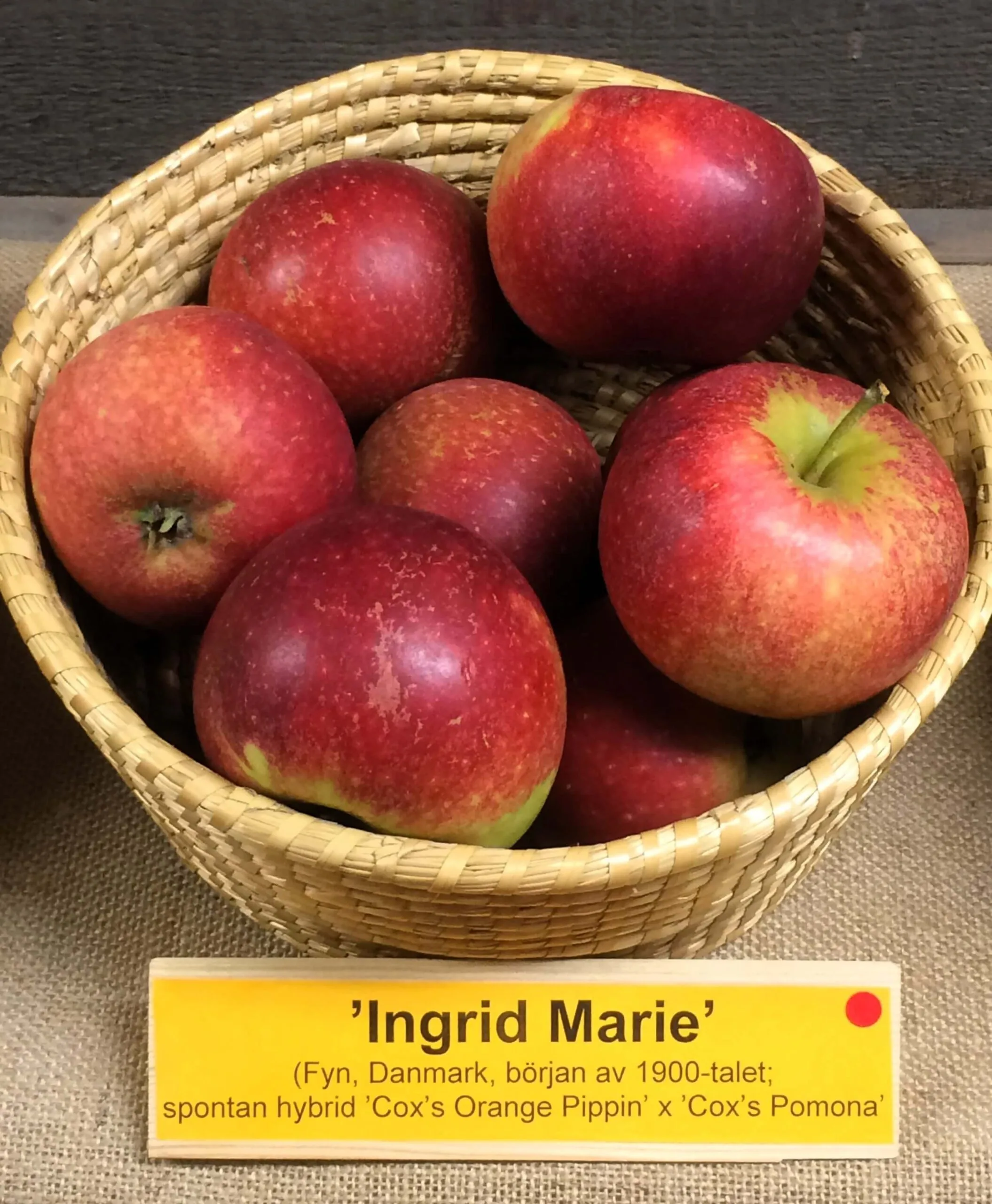 Malus domestica 'Ingrid Marie