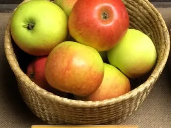 Malus domestica 'James Grieve'