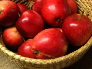 Malus domestica 'Katja'