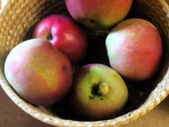 Malus domestica 'Lobo'