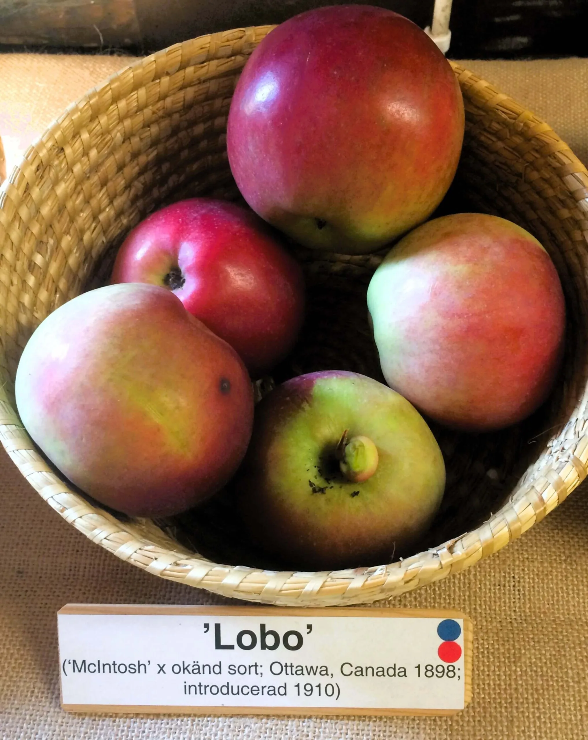 Malus domestica 'Lobo'