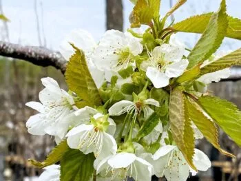 Malus domestica 'Mantet'